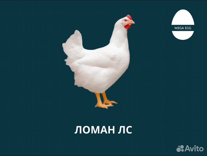 Инкубационной яйцо