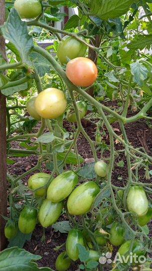 Рассада помидор