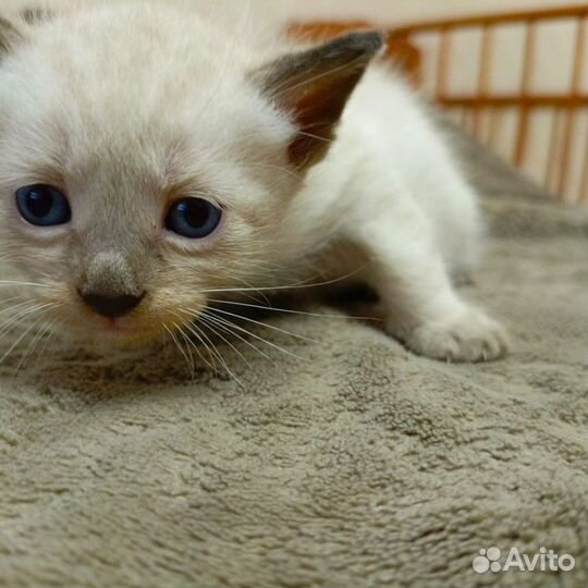 Кошка в дар бесплатно