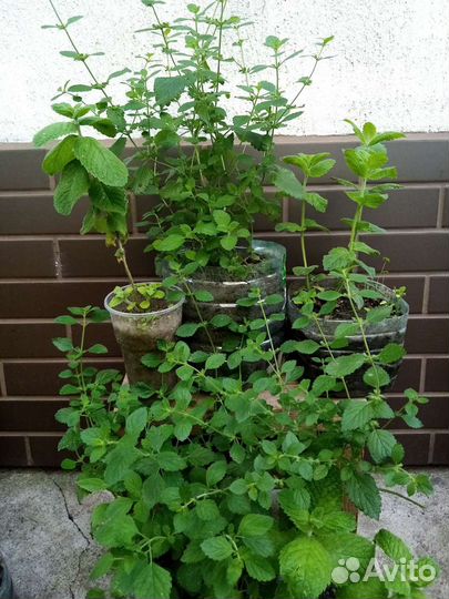 Мята мелисса саженцы и на срезку