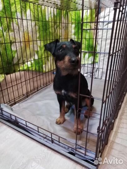 Клетка для собак №4
