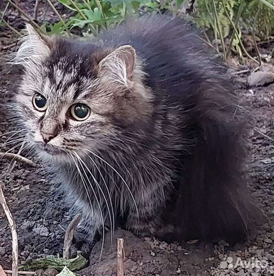 Котейка в беде - ищем добрые ручки