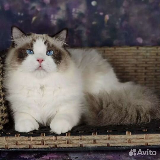 Rikki, в разведение, шоу рэгдолл