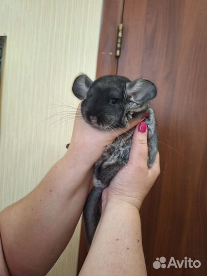 Шиншиллёнок чёрный бархат