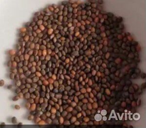 Семена для микрозелени