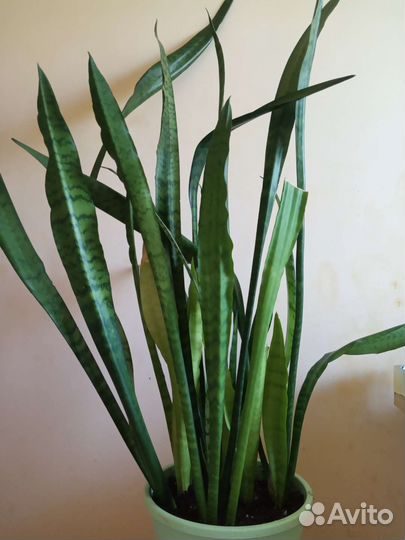 Сансевиерия