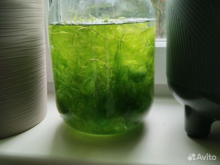 Аквариумная прополка