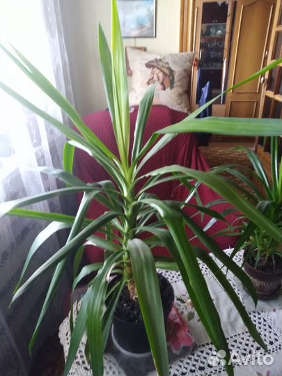 Комнатные домашние растения