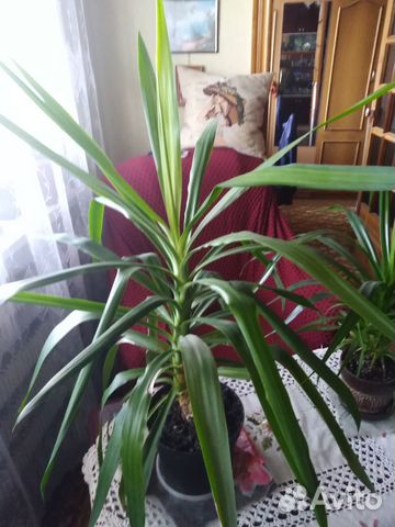 Комнатные домашние растения