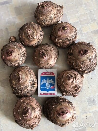 Каллы. Каллы африканские