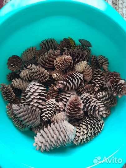 Желуди не настоящии; шишки