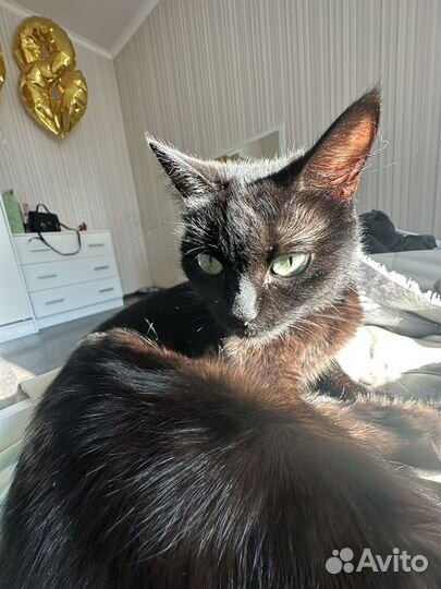 Отдам кота в добрые руки