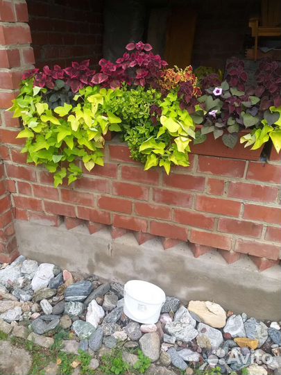 Ипомея батат