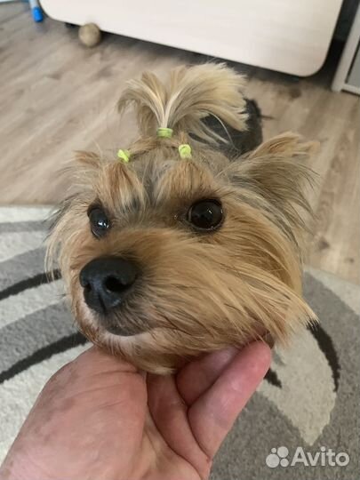 Йоркширский терьер