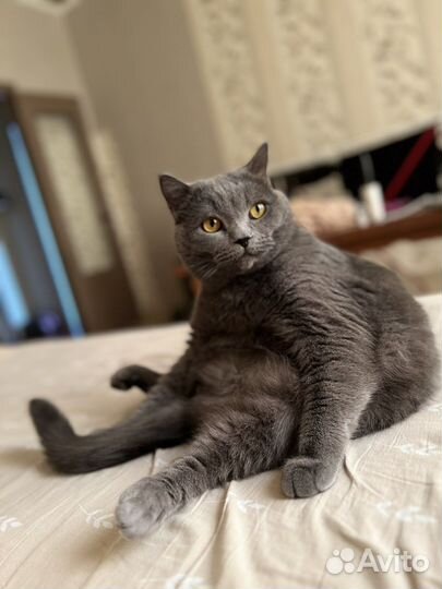 Выгул и передержка ул. Фестивальная, Речной вокзал