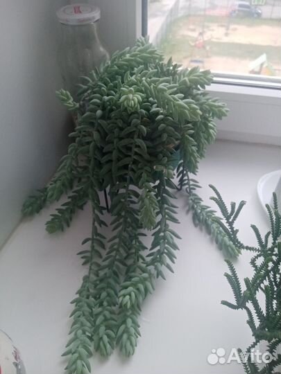 Очиток моргана на срез