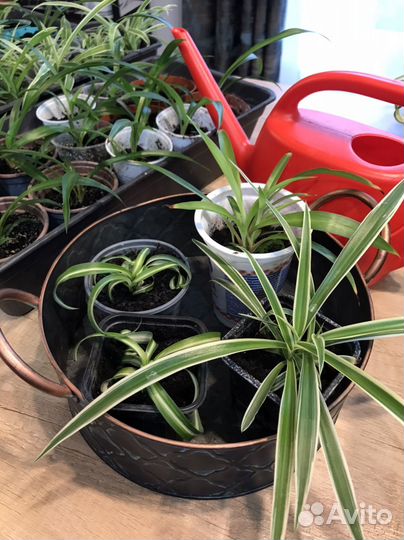 Хлорофитум