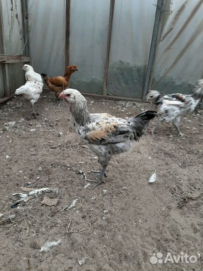 Петух гергебельские