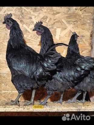 Петушок и курочка ухейилюй черные