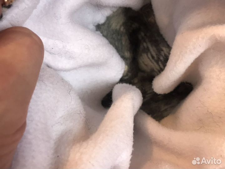 Шапка шерстяная Эстония