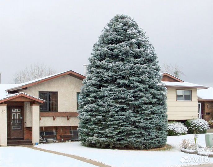 Семена ель голубая Мажестик и др виды