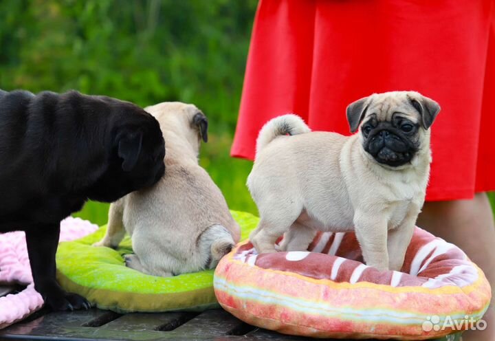 Венди С Планеты Звезд