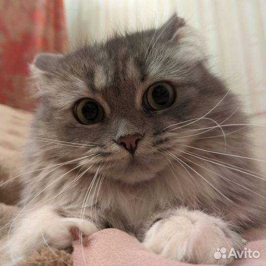 Сибирская кошка