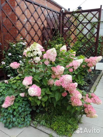 Гортензия метельчатая