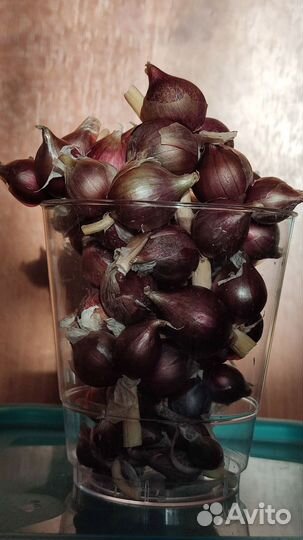 Лук многоярусный многолетний сорта победа