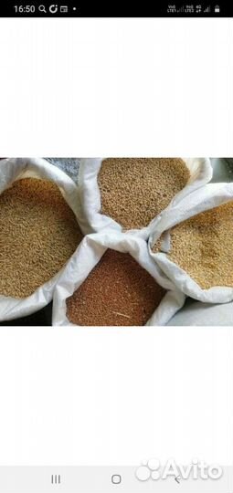 Зерно,комбикорм,кормосмеси