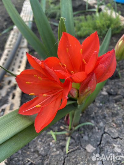 Комнатные Гиппиаструм,Хоста,индийский лук,выскочка