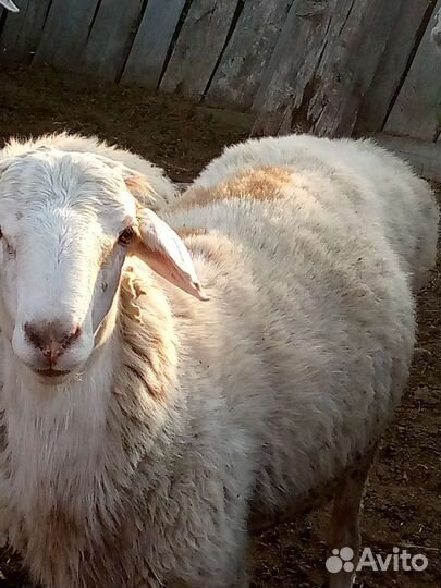 Овцы баран