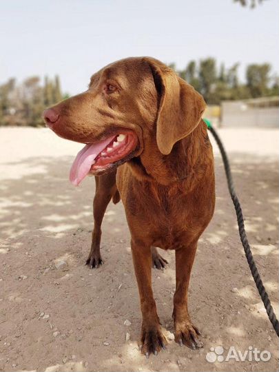 Энтони, молодой метис лабрадора