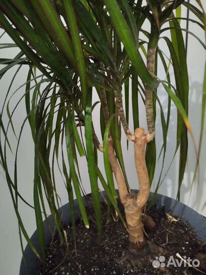 Пальма драцена