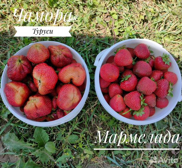 Саженцы клубники Чамора Туруси