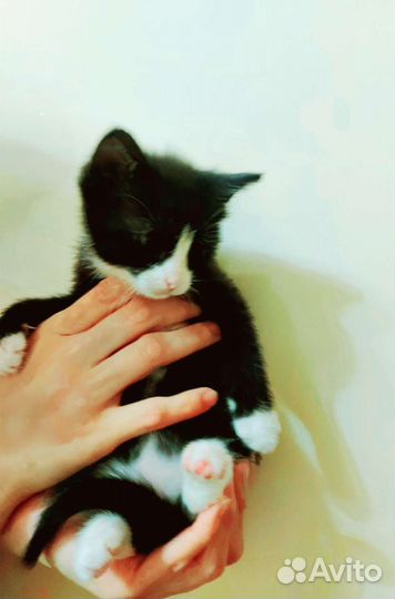 Котёнок в дар