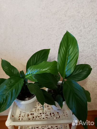 Аихризон(дерево любви).Спатифиллум