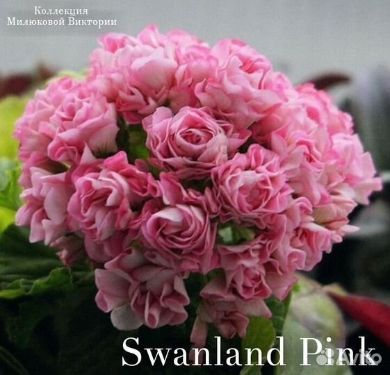 Пеларгония герань