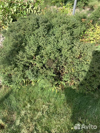 Садовые растения бесплатно самовывоз