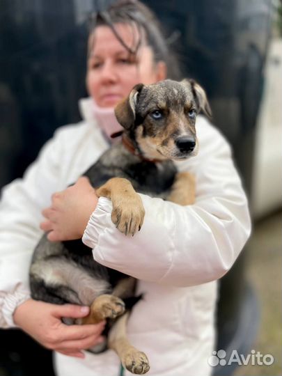 Голубоглазый щенок девочка в добрые руки