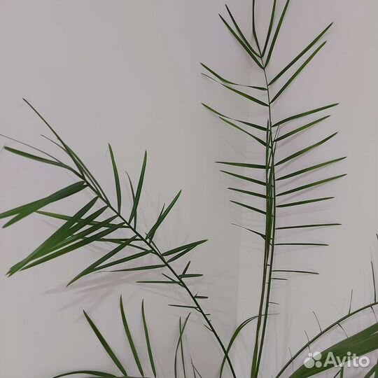 Пальма с горшком 1м20см, можно на подарок