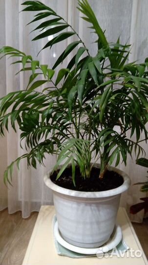 Комнатный цветок хамедория