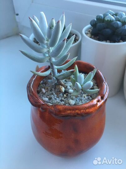 Суккуленты