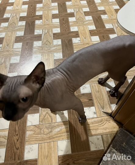 Канадский сфинкс