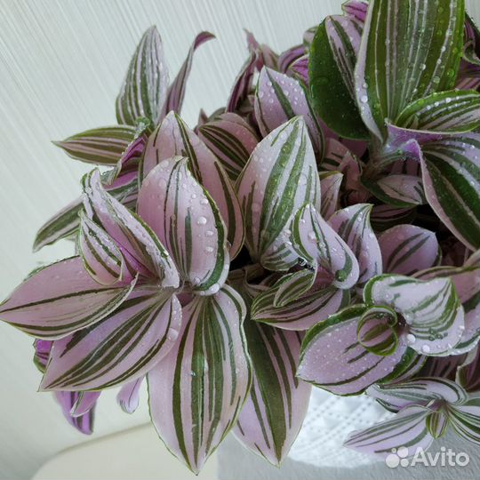 Традесканция Нанук