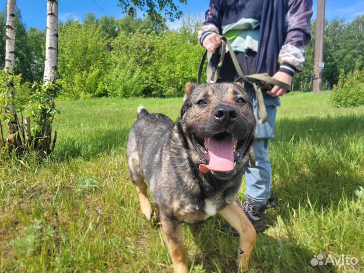 Собака в добрые руки