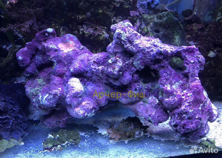 Живые камни (Live Rocks)