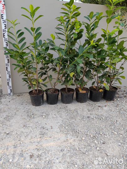 Лавровишня 80-100см С3