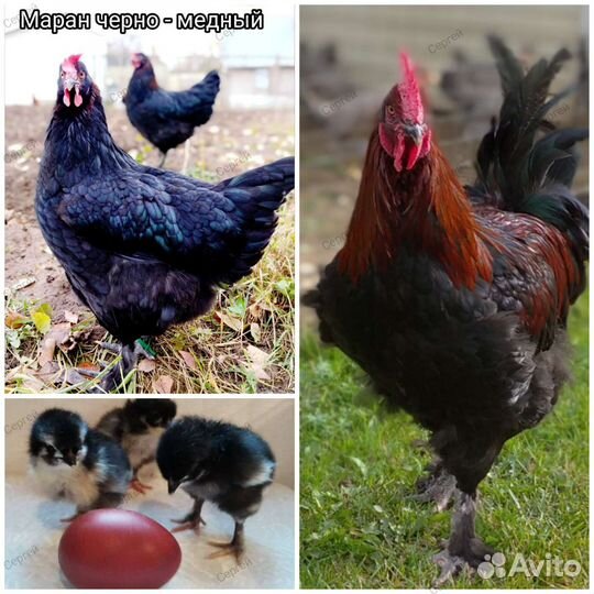 Племенные куры, петухи