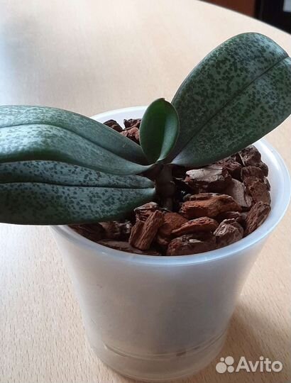 Орхидея фаленопсис парфюмерная фабрика